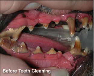 Before Dental Care