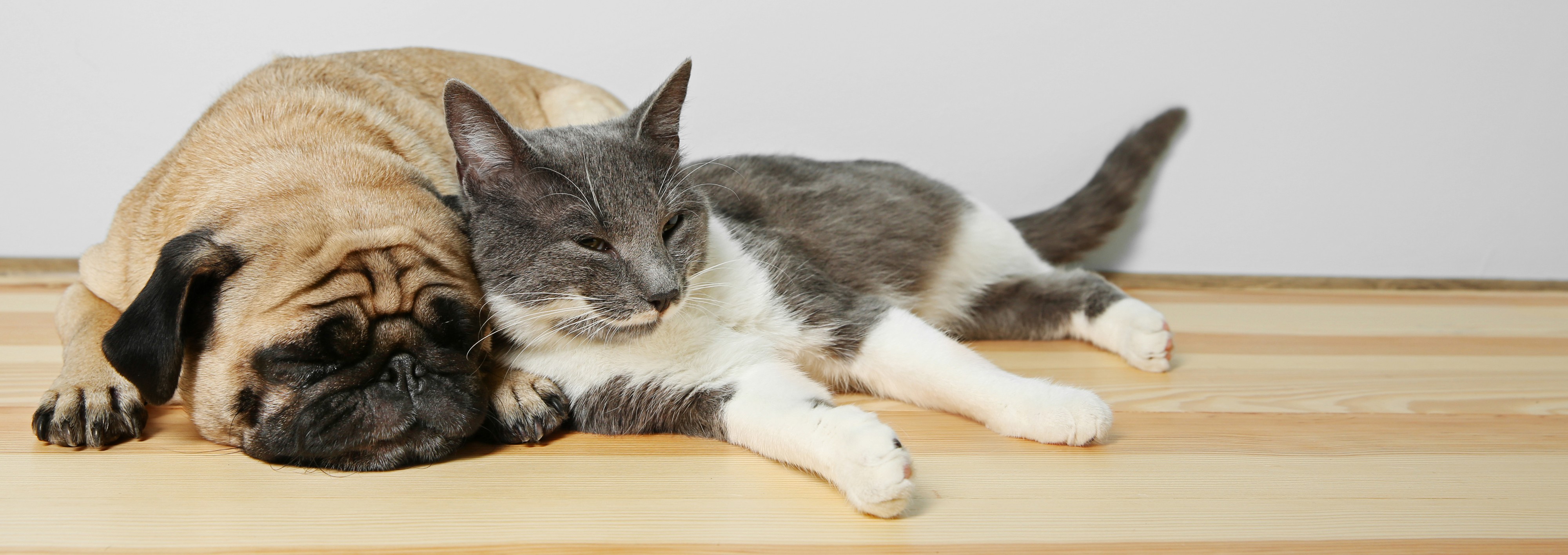 Cat and Dog Snuggling