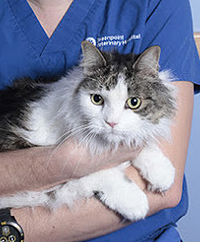 Person holding cat